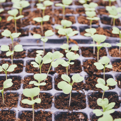Apartment Gardening With Kids
