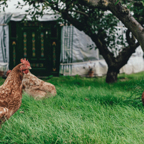 9 Tips For Keeping Chooks