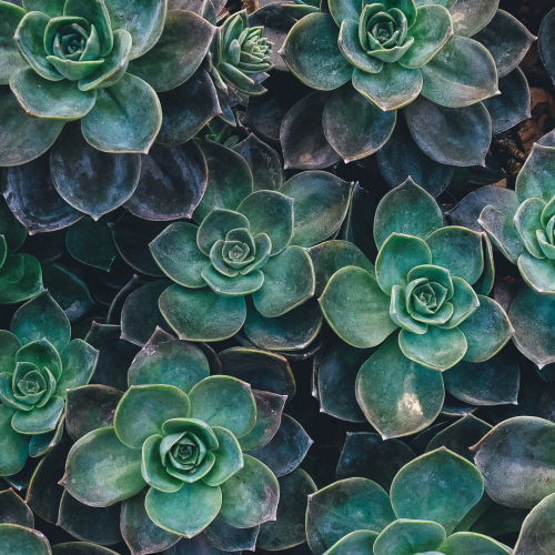 Urban Gardening in Sydney
