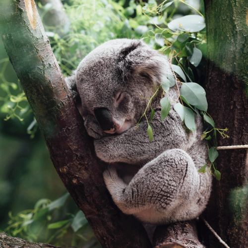 Australia Day Activities For Kids