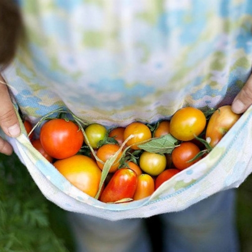 apron-of-tomatoes-large