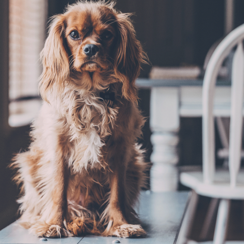 Holidays With Animals