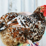 a guide to keeping backyard chickens