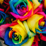 Rainbow petalled roses