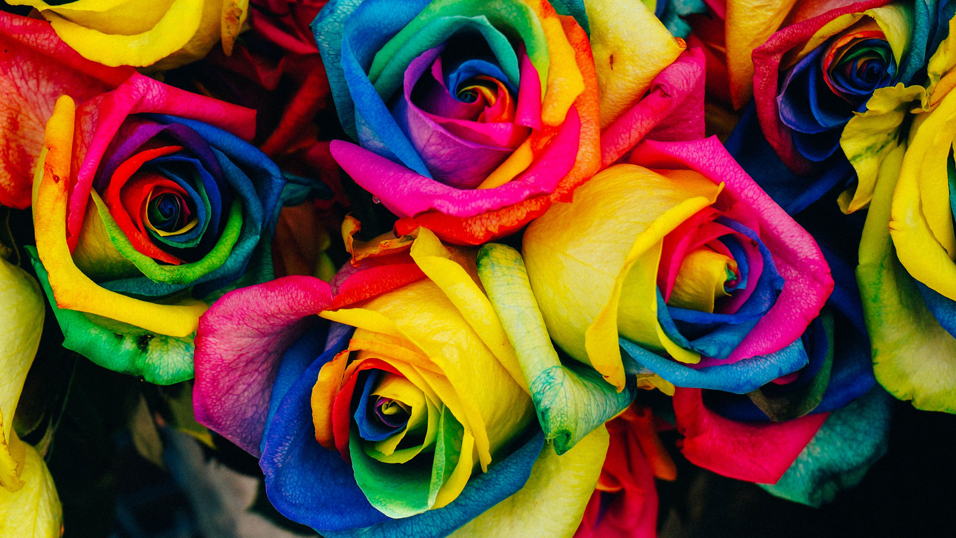 Rainbow petalled roses