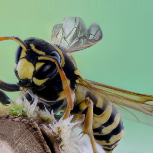 Paperwasp