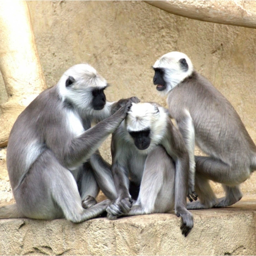 lice-monkeys2160
