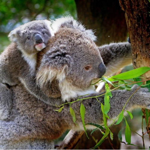 koala-baby-mother2160