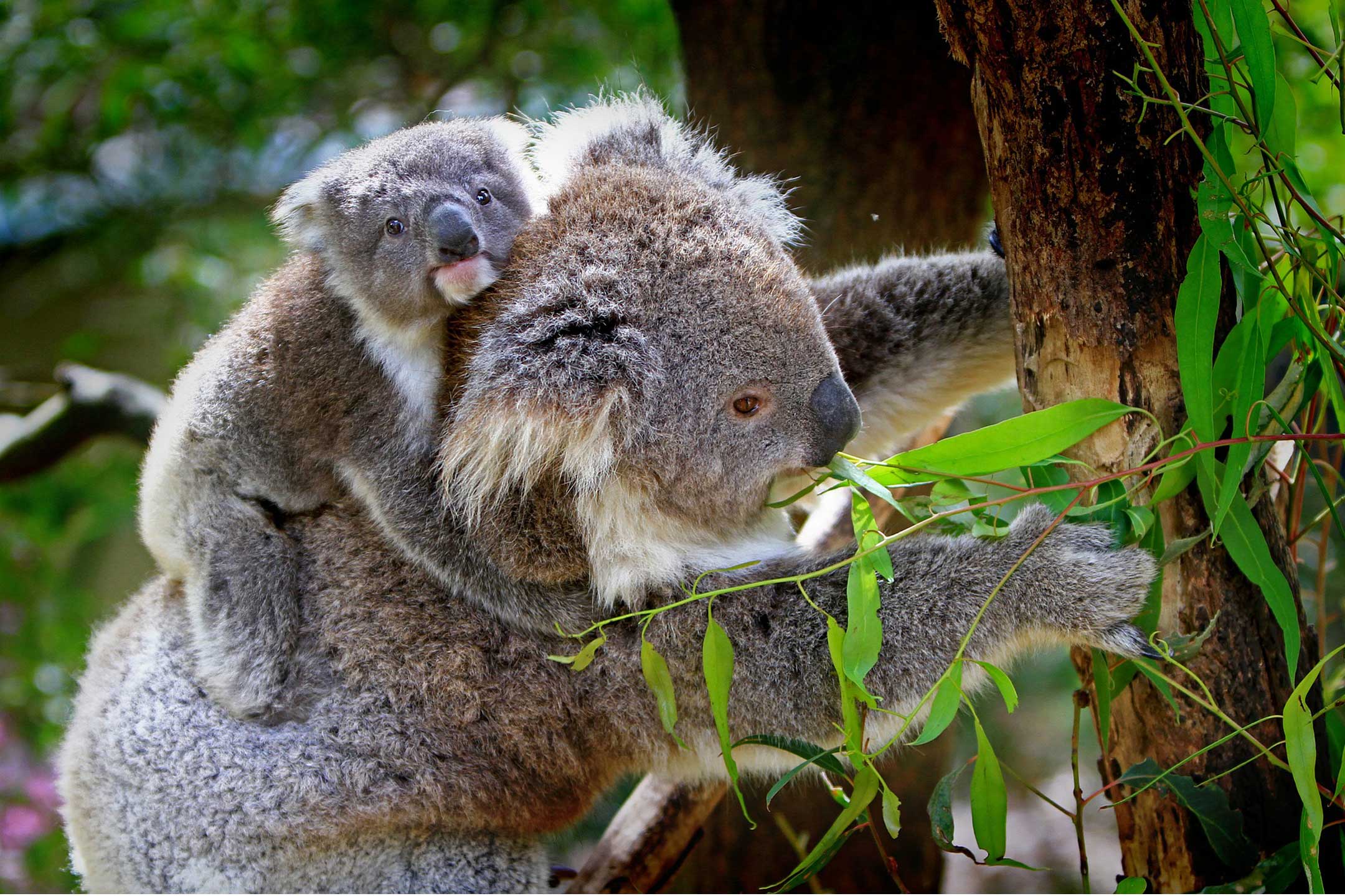 koala-baby-mother2160