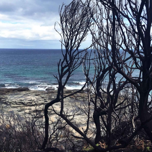 after-the-bush-fire-Victoria2160