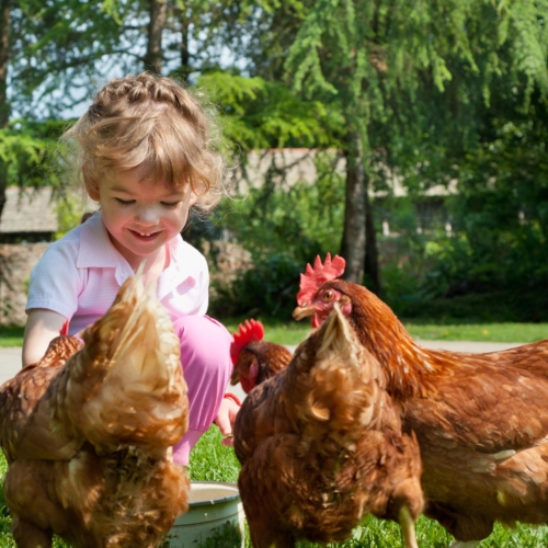 child-feeding-backyard-chickens2160