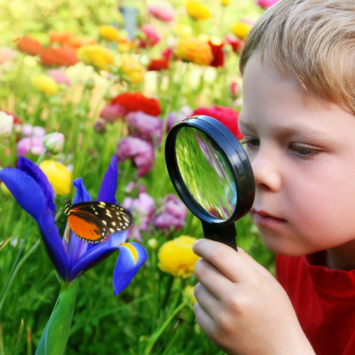 boy-magnifying-glass-garden-butterfly2160