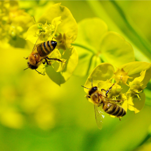 bee-junior-landcare-2160