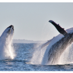 Port Macquarie whales2160