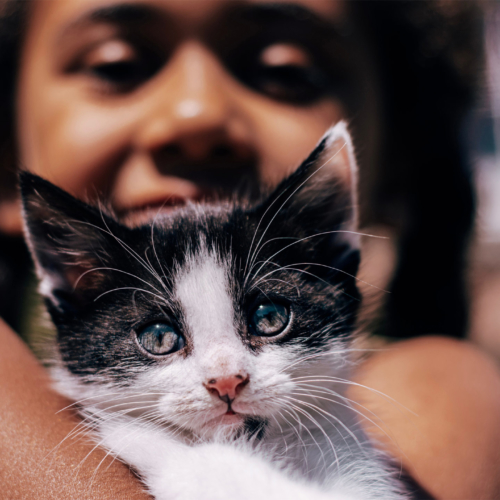 child-holding-kitten2160