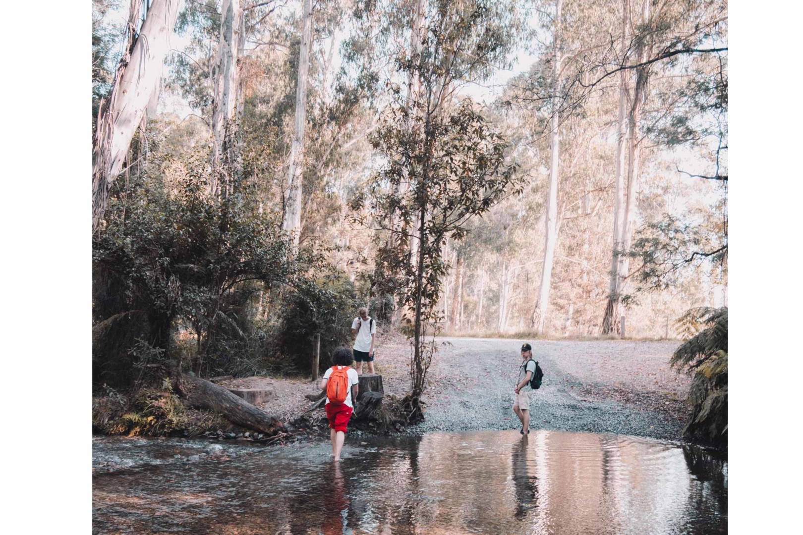 bush-walk-with-trees2160