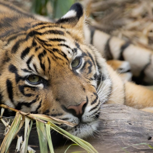 sumatran-tiger-taronga-zoo