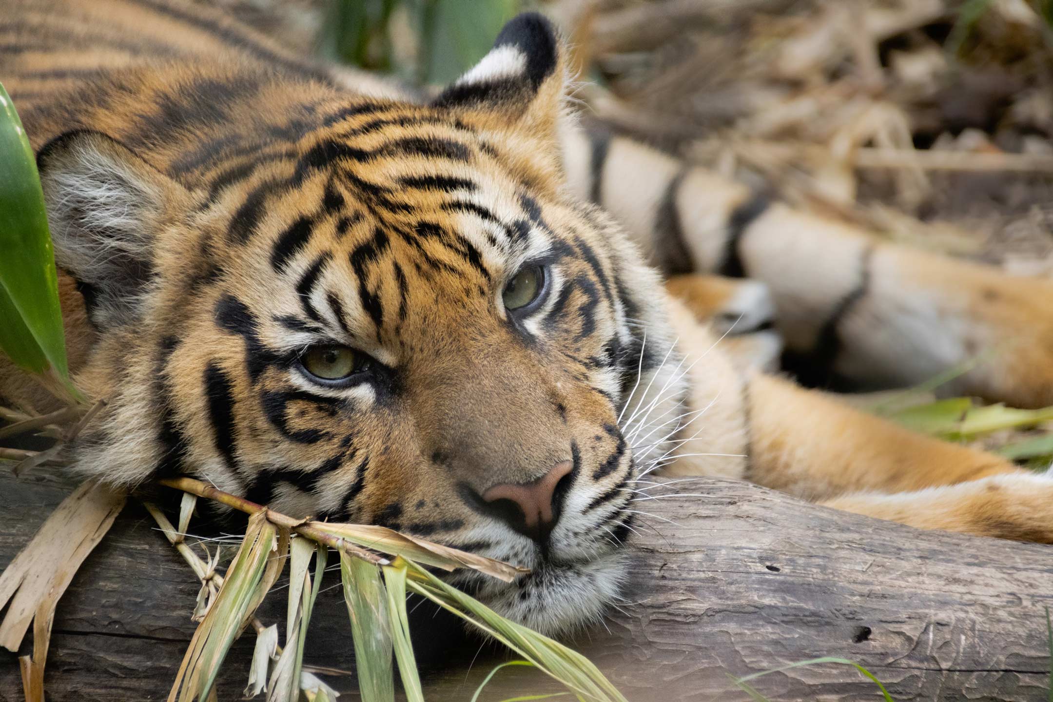 sumatran-tiger-taronga-zoo