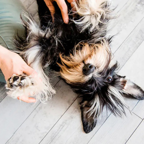 talk-to-my-little-dog-