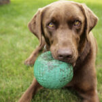 from our image library