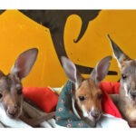 Alice Springs Kangaroo Sanctuary