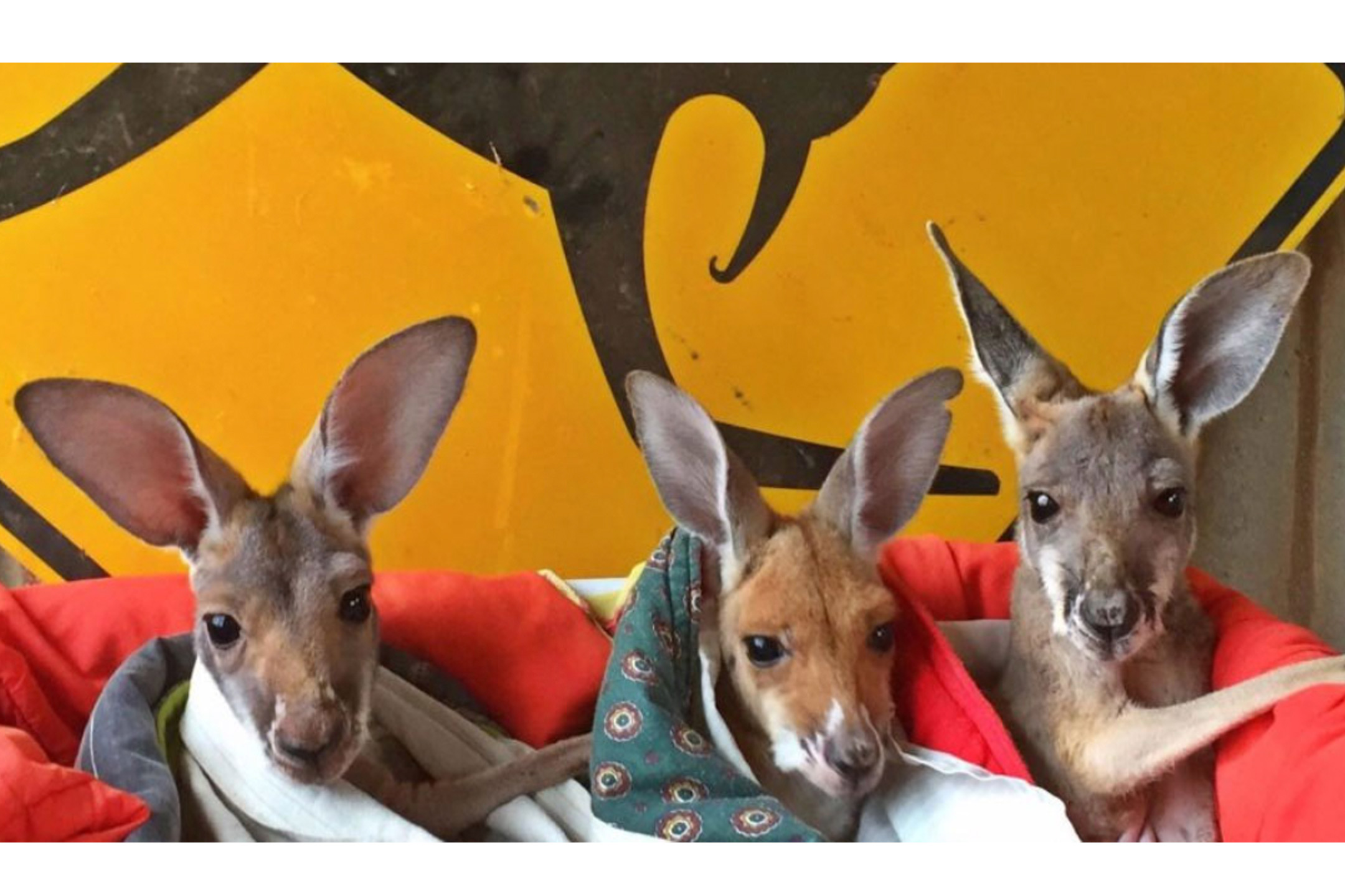 Alice Springs Kangaroo Sanctuary