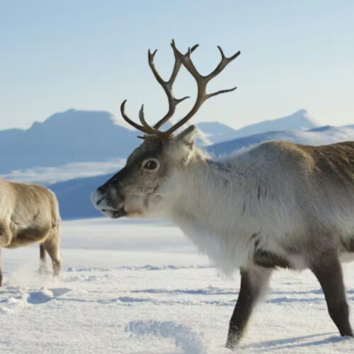 Dmitry Chulov, Shutterstock